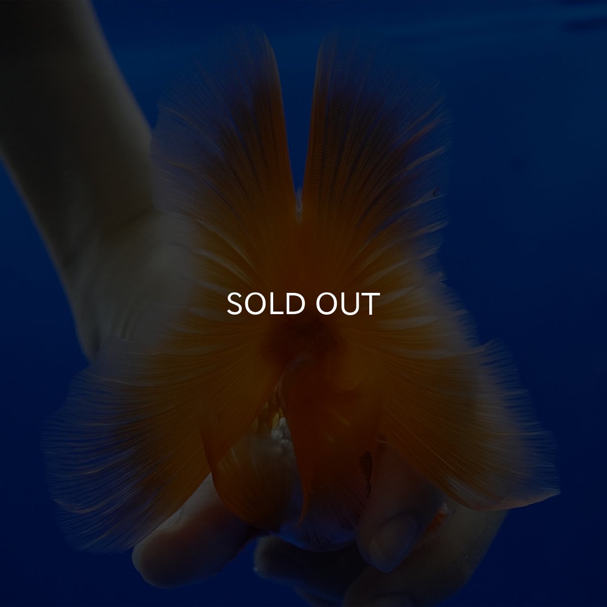 画像14: タイ産　超短オランダ　ハーフムーン9cm± (14)