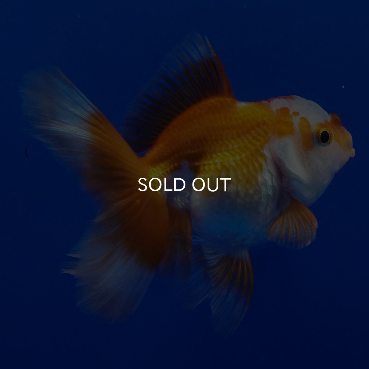 画像2: タイ産 超短オランダ ハーフムーン9cm± (2)