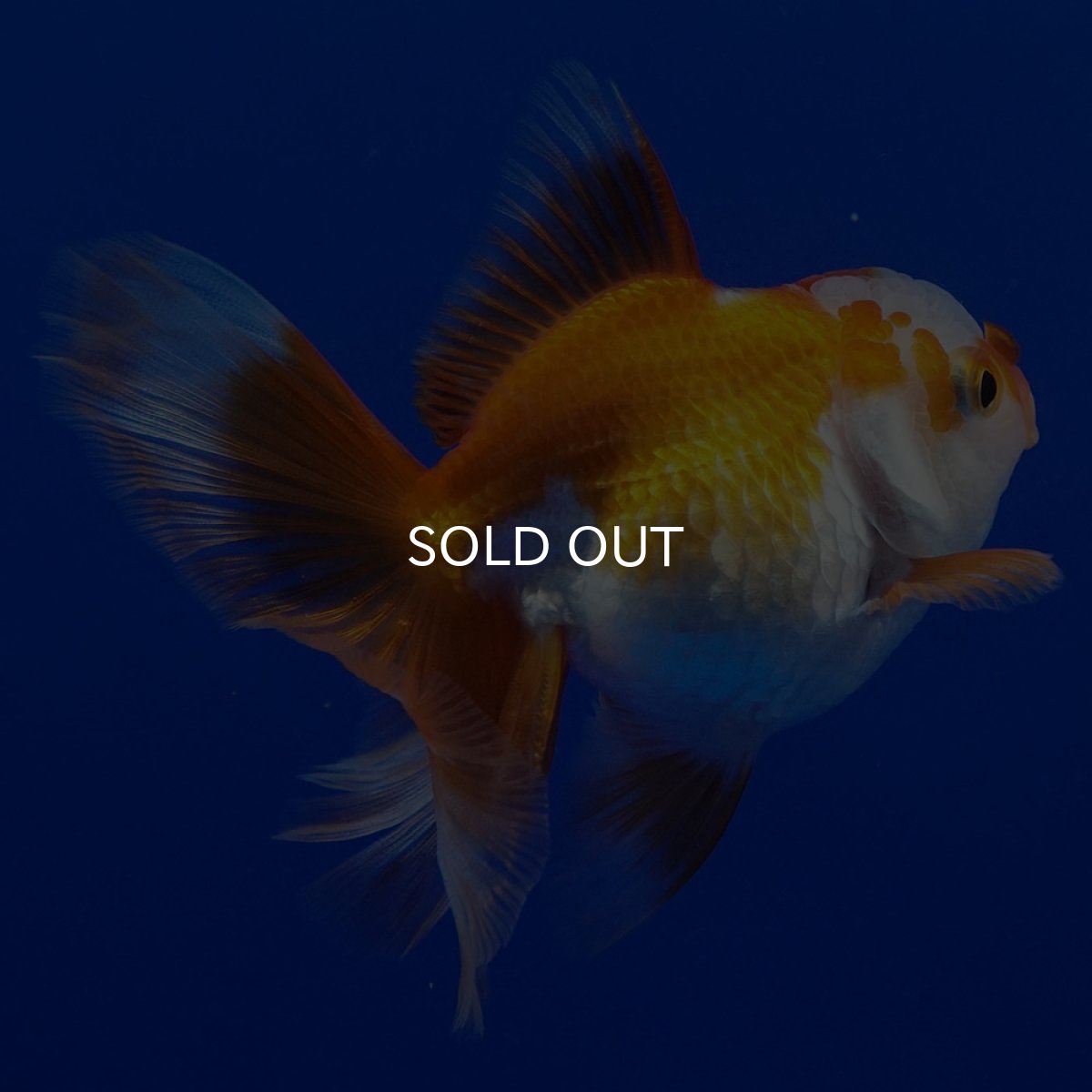 画像6: タイ産 超短オランダ ハーフムーン9cm± (6)