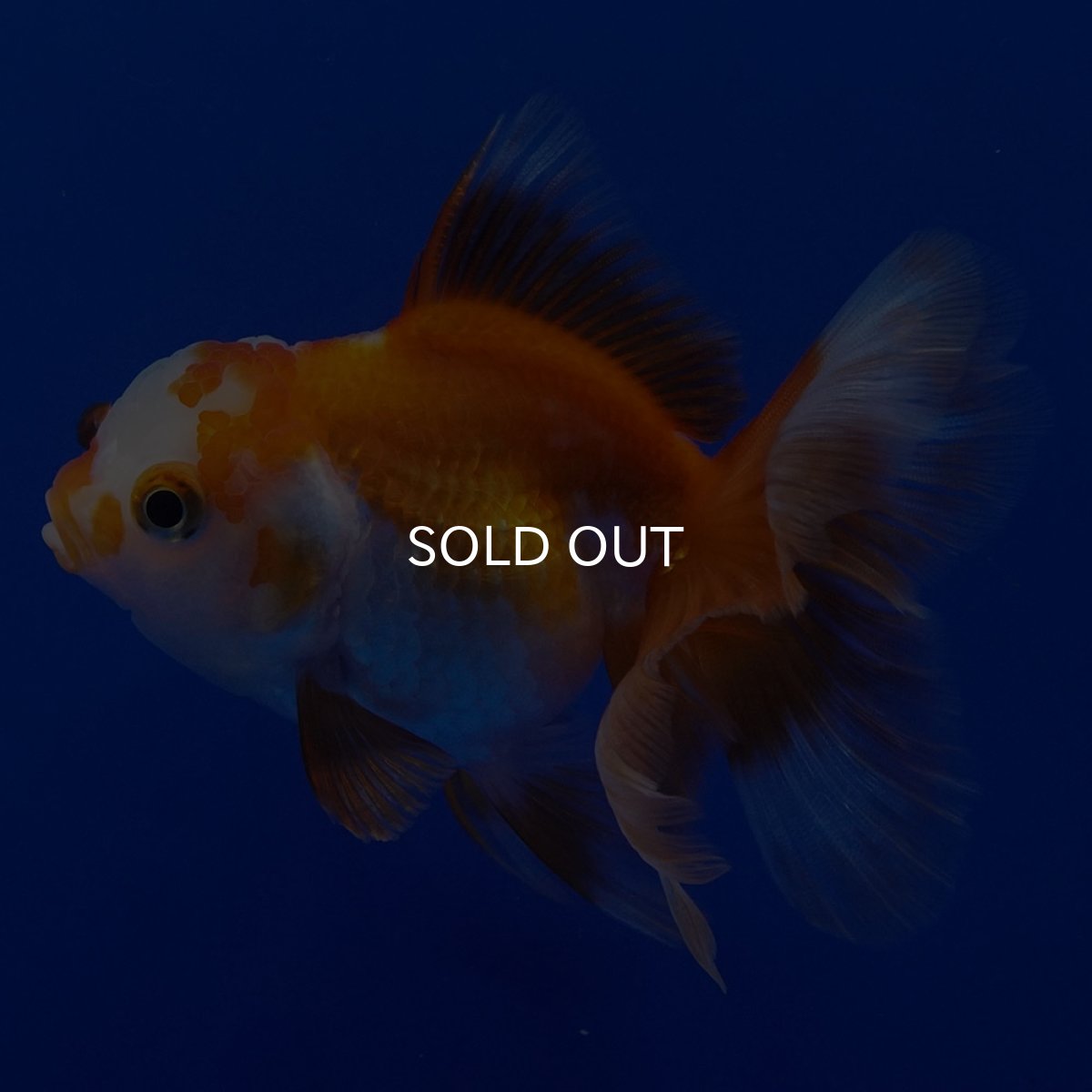 画像7: タイ産 超短オランダ ハーフムーン9cm± (7)