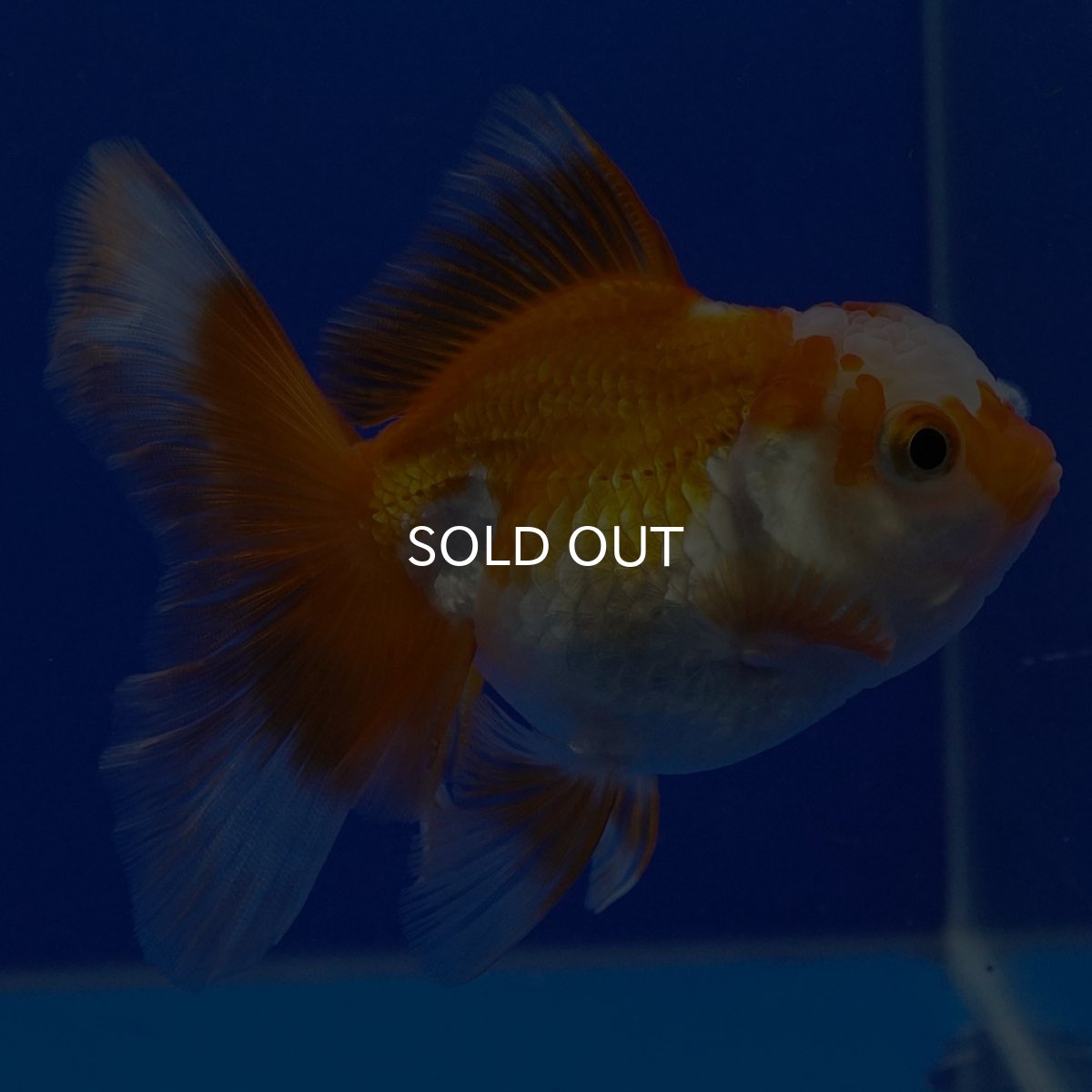 画像9: タイ産 超短オランダ ハーフムーン9cm± (9)