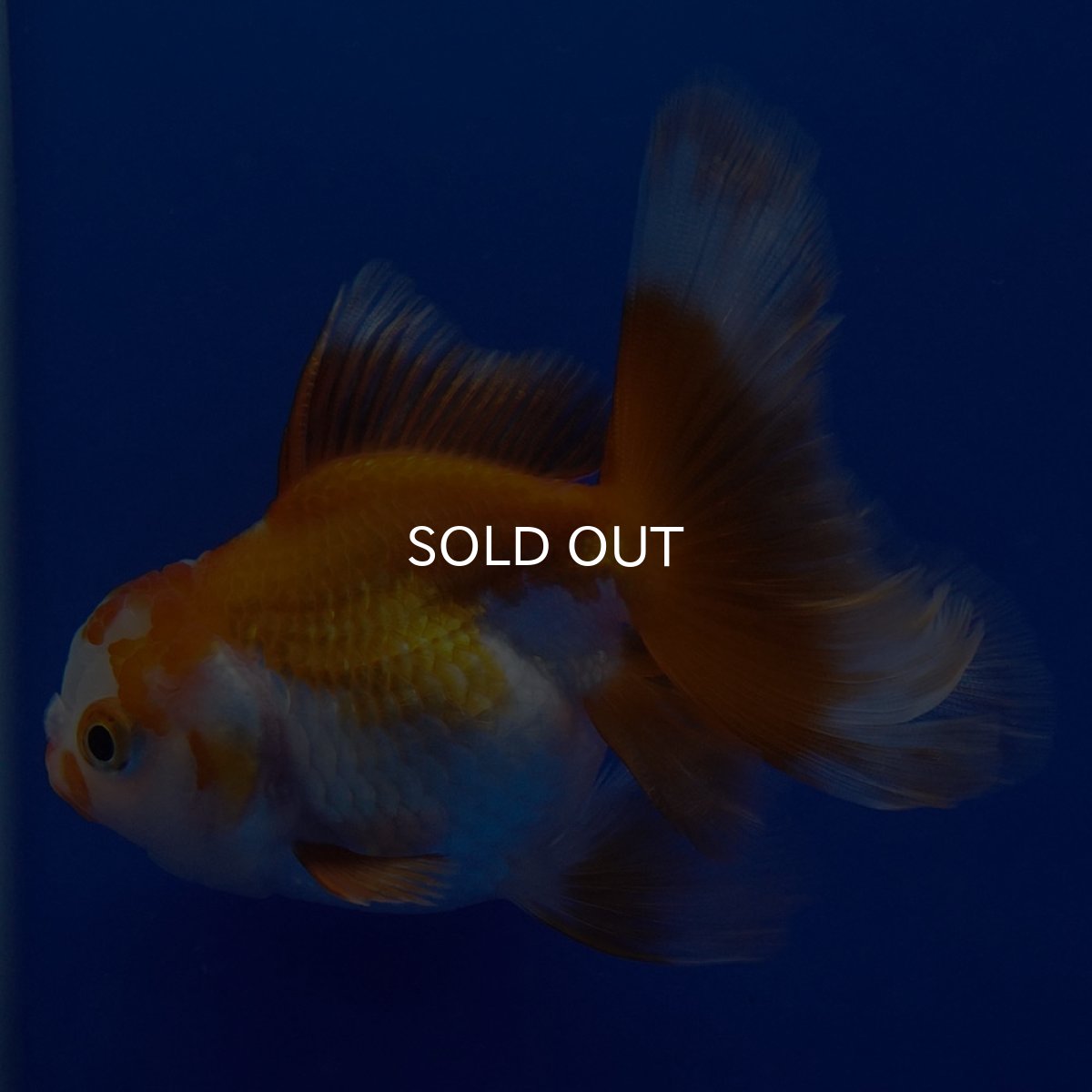 画像8: タイ産 超短オランダ ハーフムーン9cm± (8)