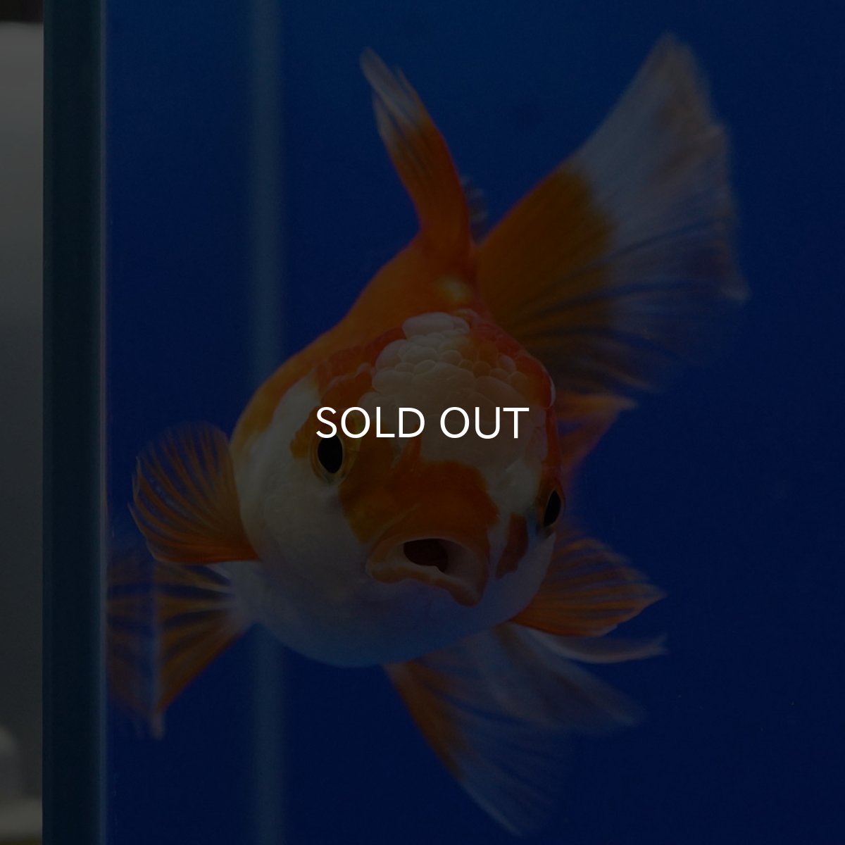 画像5: タイ産 超短オランダ ハーフムーン9cm± (5)