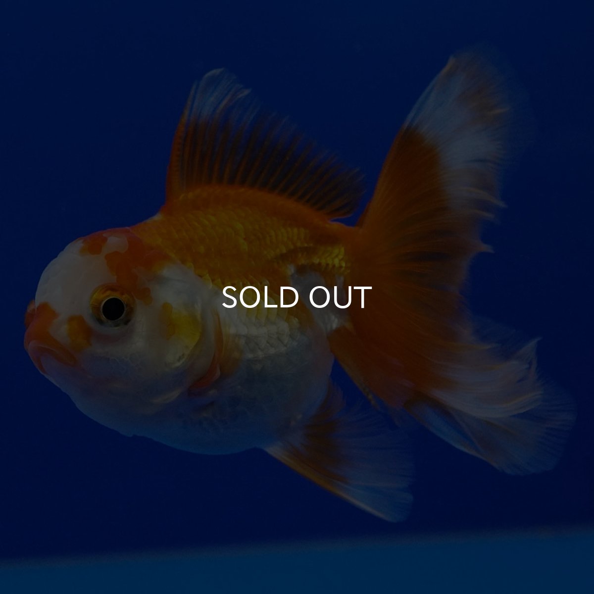 画像3: タイ産 超短オランダ ハーフムーン9cm± (3)