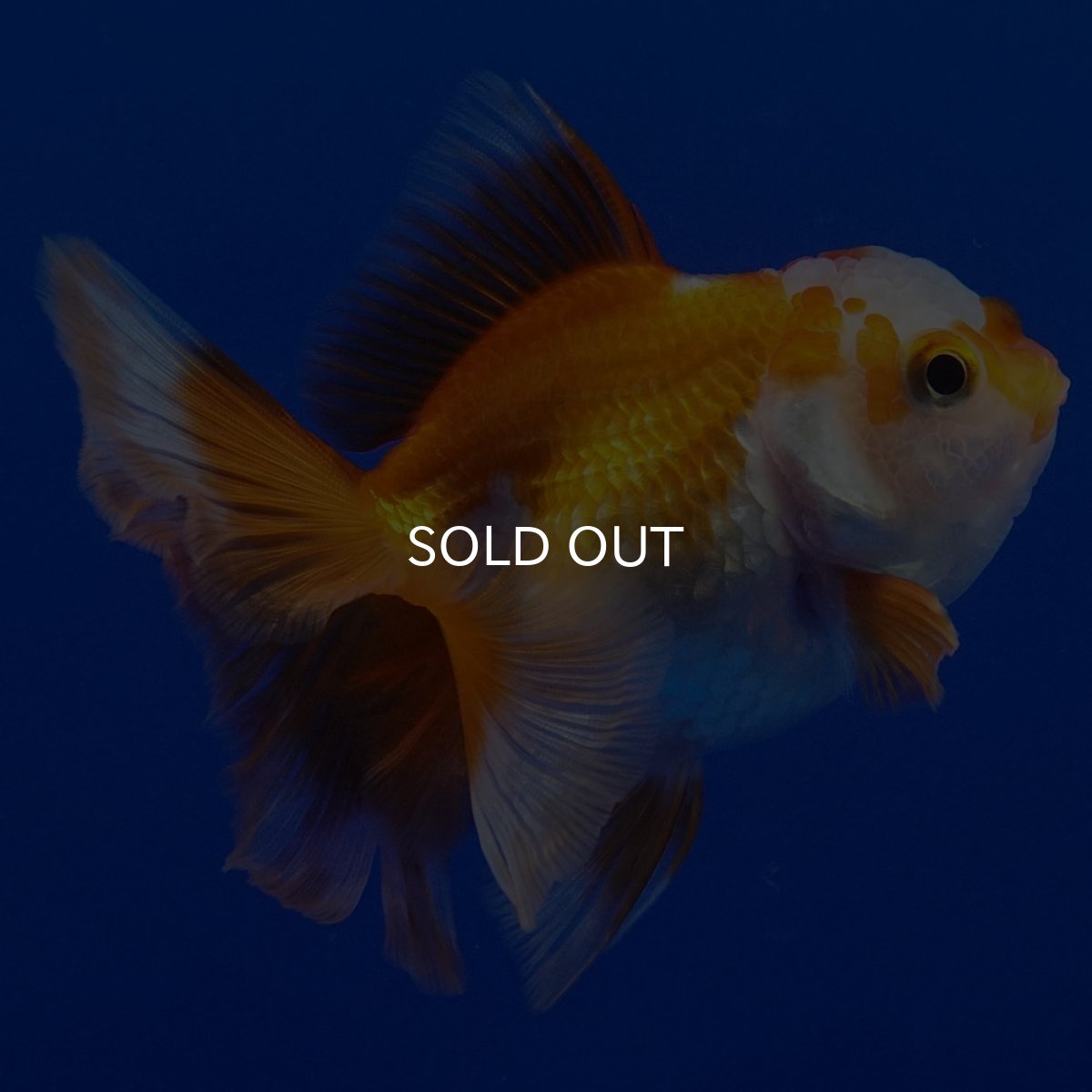 画像4: タイ産 超短オランダ ハーフムーン9cm± (4)