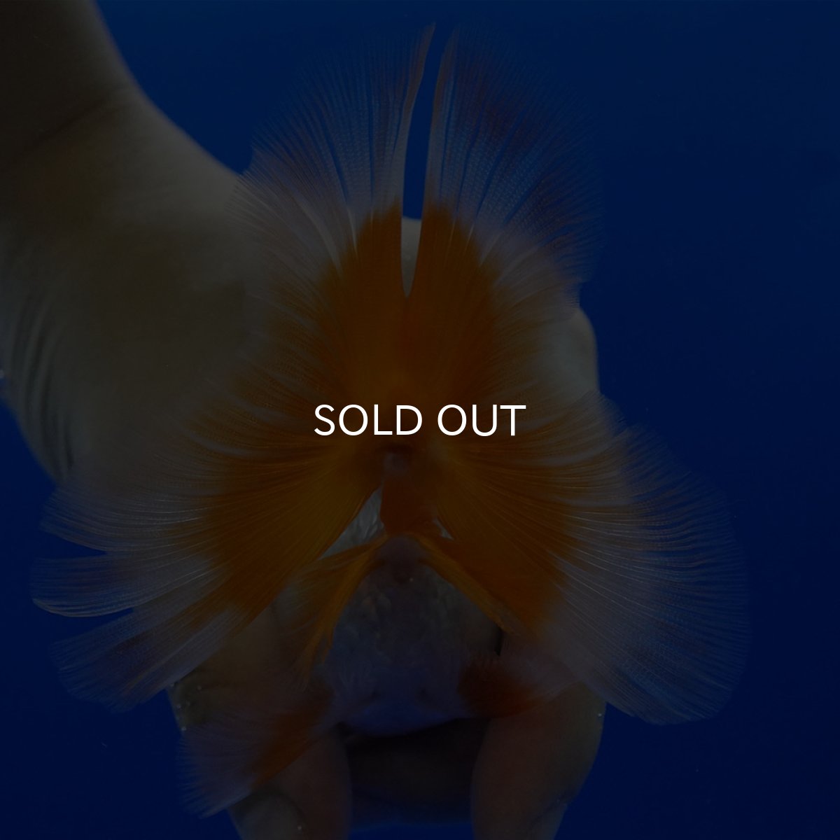 画像10: タイ産 超短オランダ ハーフムーン9cm± (10)