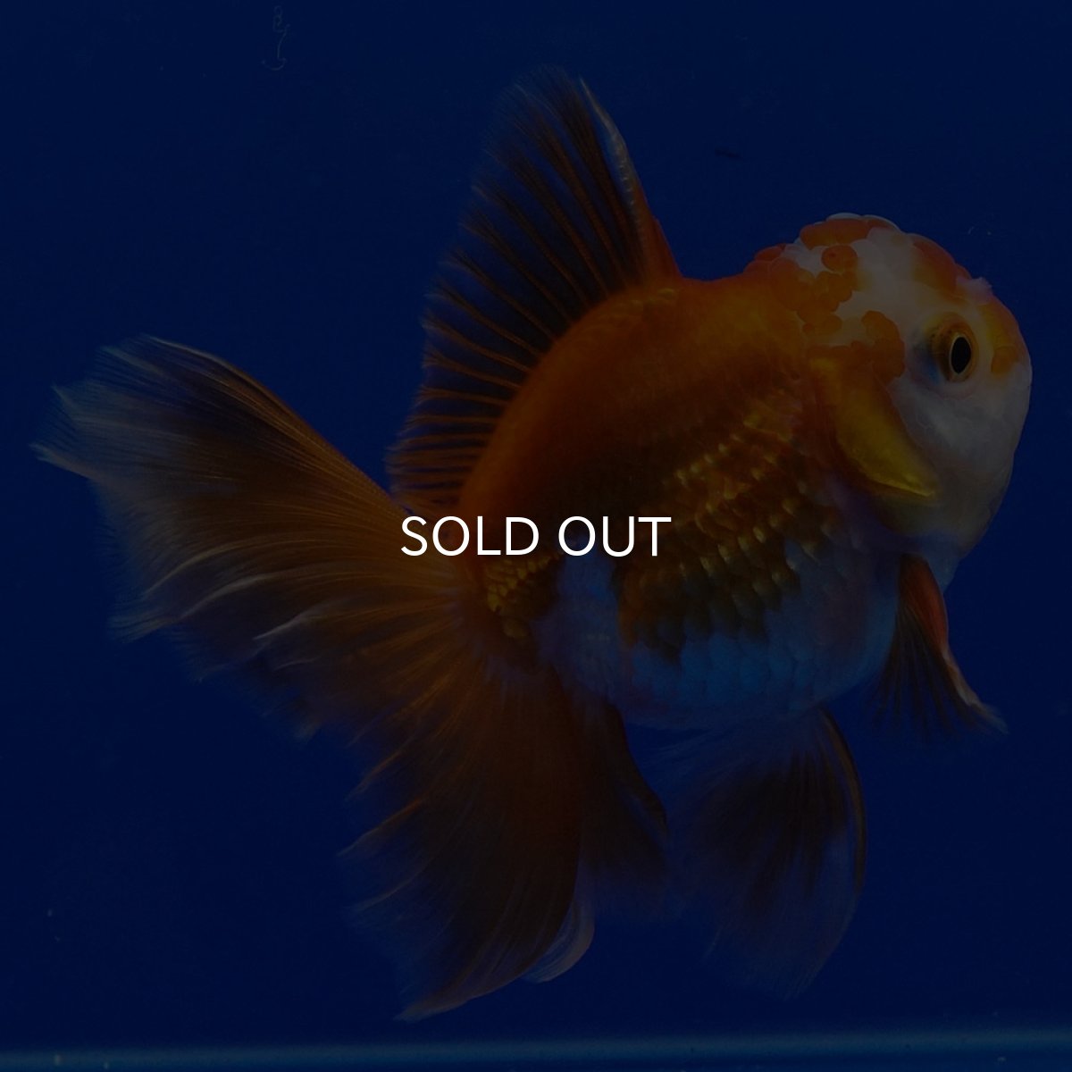 画像10: タイ産 超短オランダ ハーフムーン9cm± (10)