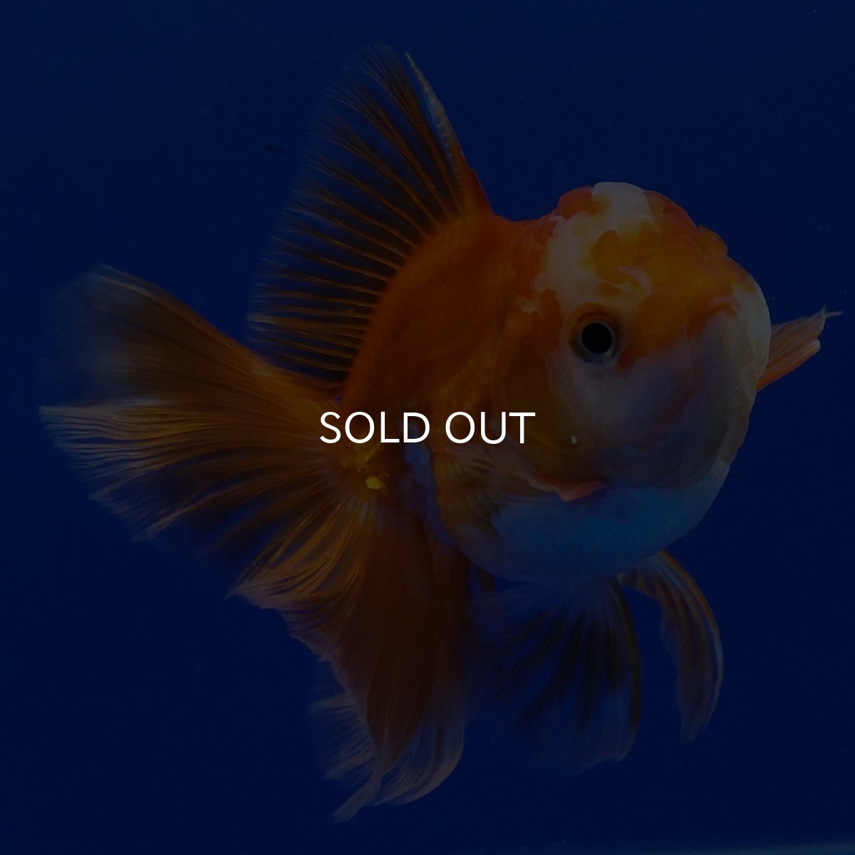 画像9: タイ産 超短オランダ ハーフムーン9cm± (9)