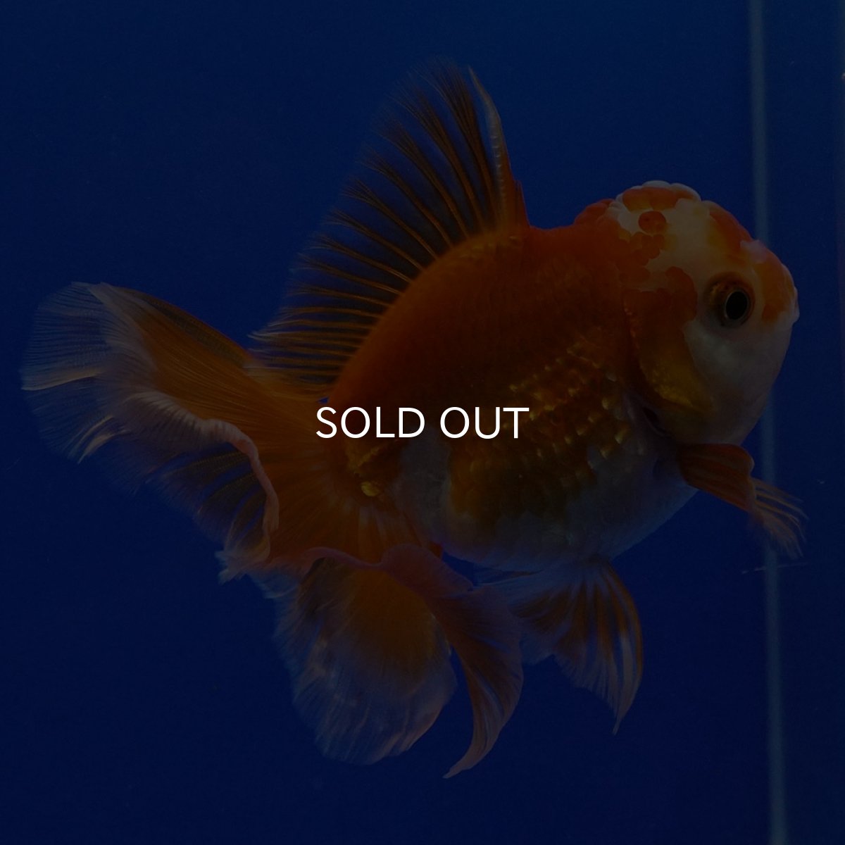 画像8: タイ産 超短オランダ ハーフムーン9cm± (8)