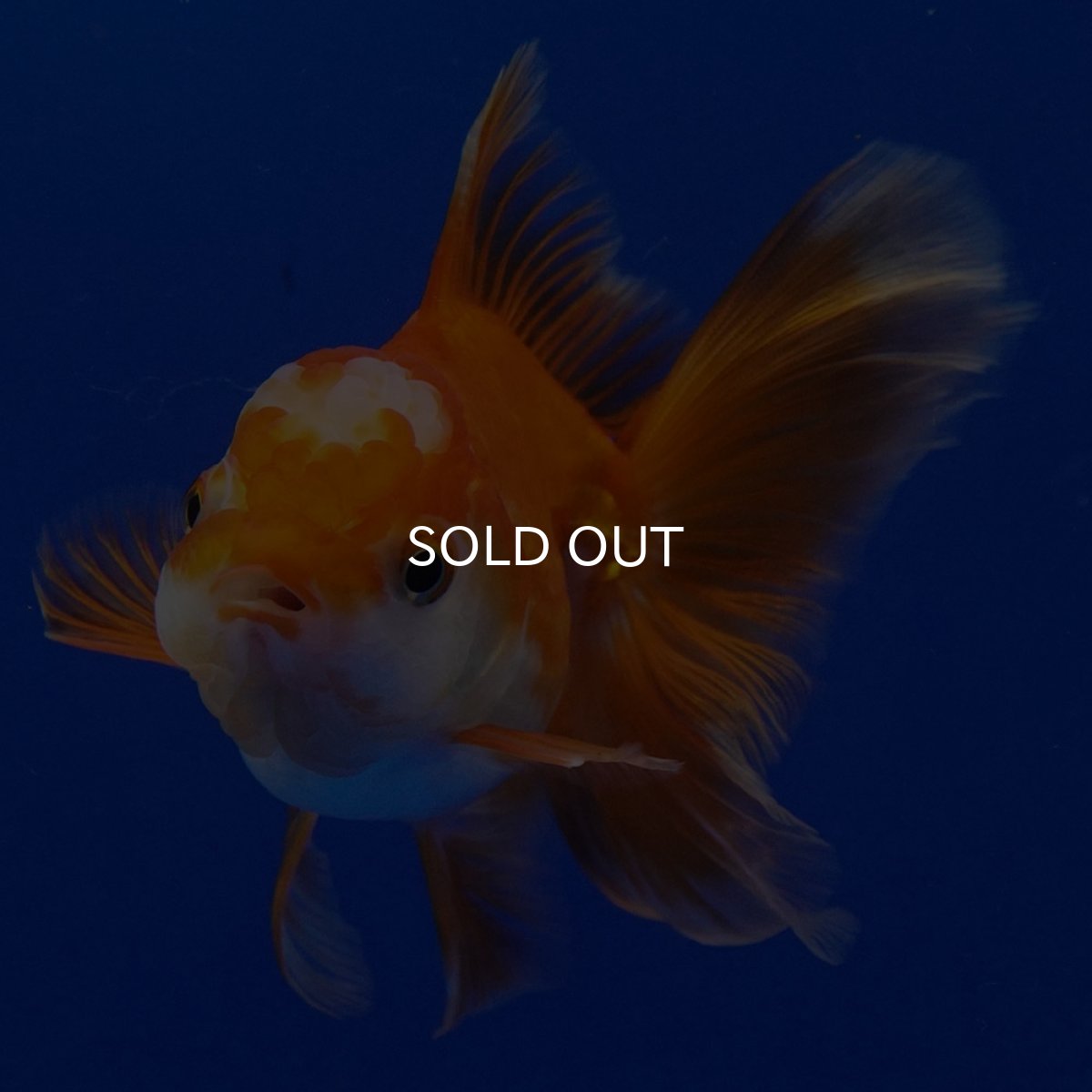 画像2: タイ産 超短オランダ ハーフムーン9cm± (2)