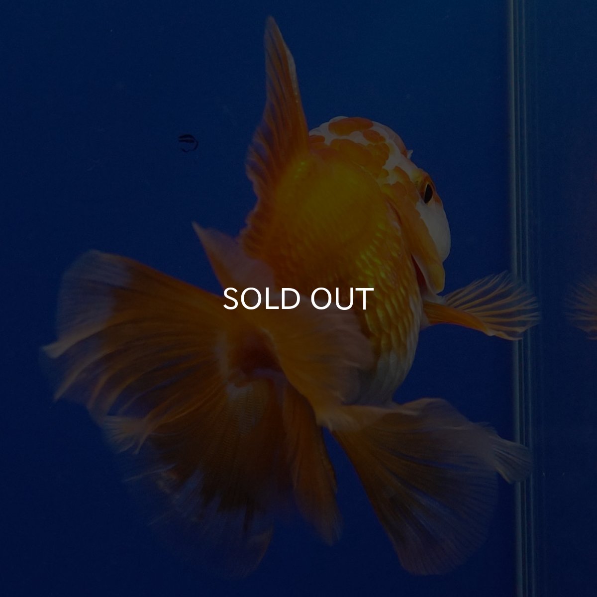 画像3: タイ産 超短オランダ ハーフムーン9cm± (3)