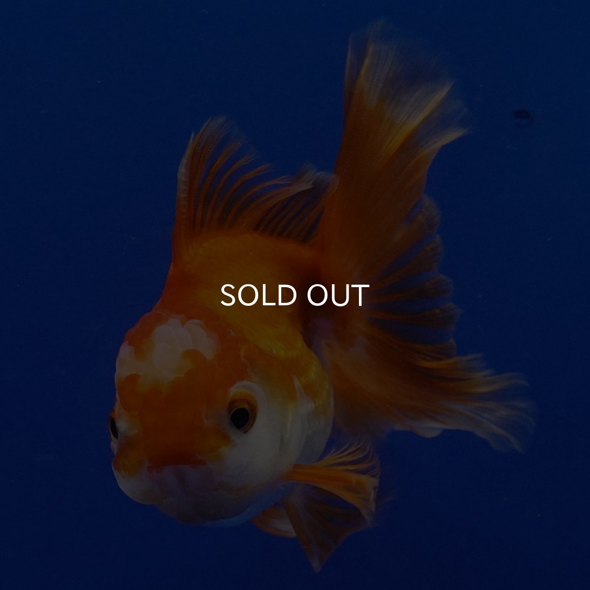 画像6: タイ産 超短オランダ ハーフムーン9cm± (6)