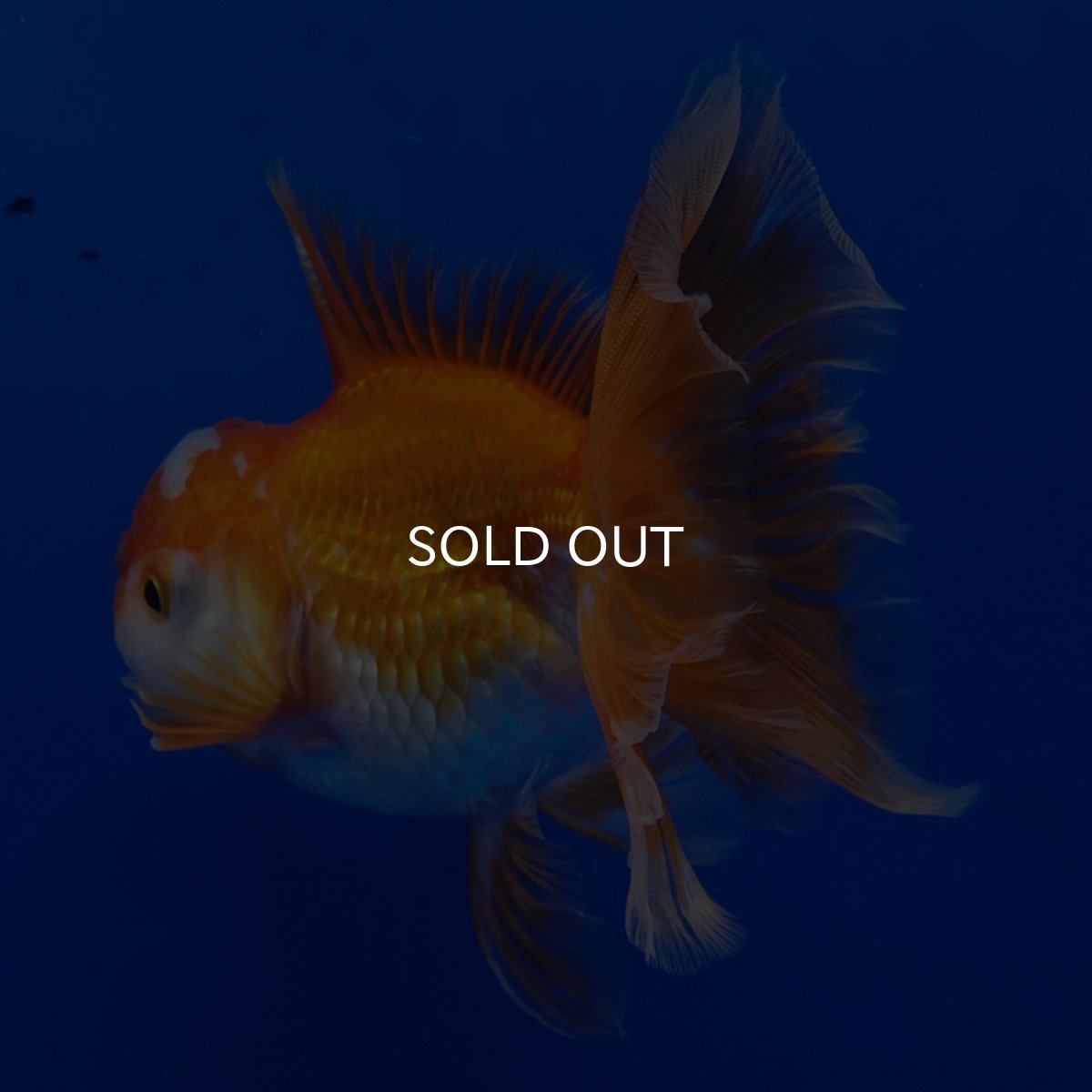 画像4: タイ産 超短オランダ ハーフムーン9cm± (4)