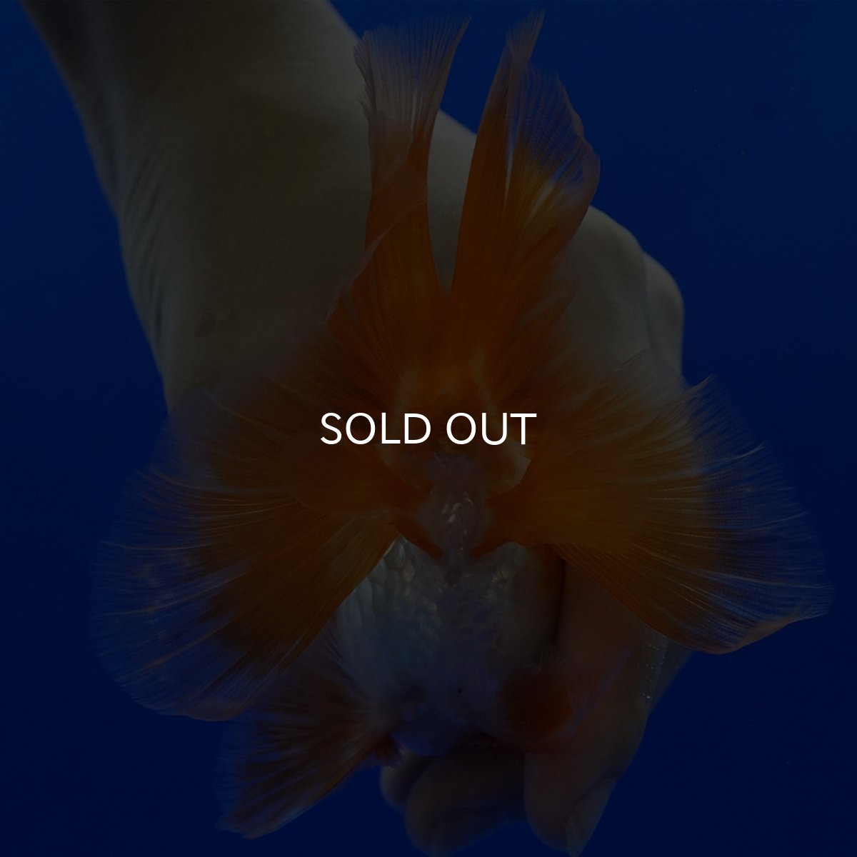 画像11: タイ産 超短オランダ ハーフムーン9cm± (11)