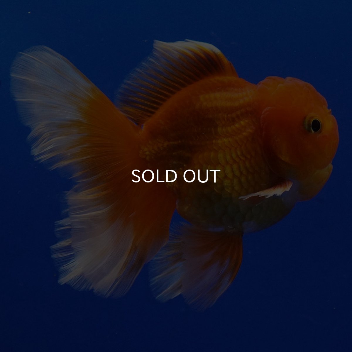 画像7: タイ産　超短オランダ　ハーフムーン9cm± (7)