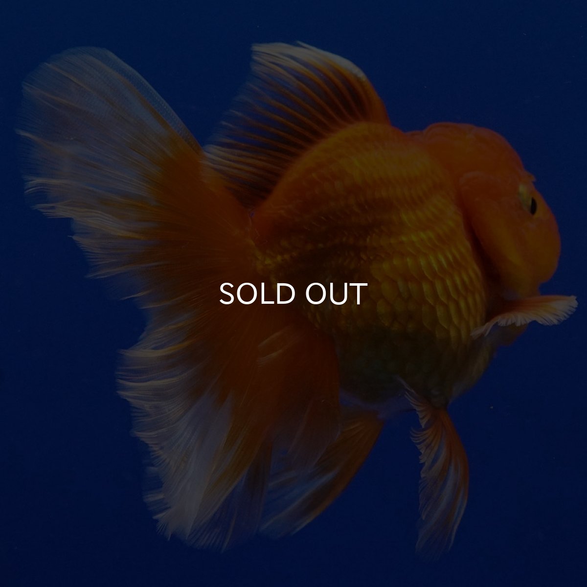 画像3: タイ産　超短オランダ　ハーフムーン9cm± (3)