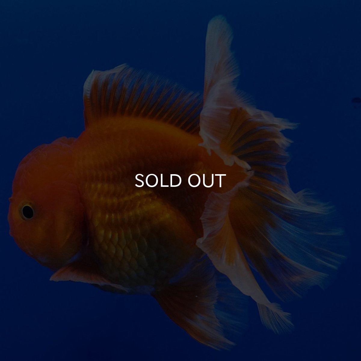 画像9: タイ産　超短オランダ　ハーフムーン9cm± (9)