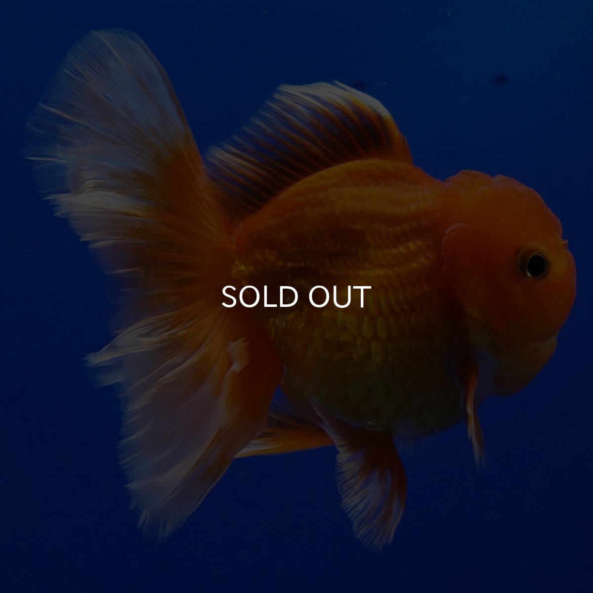 画像12: タイ産　超短オランダ　ハーフムーン9cm± (12)