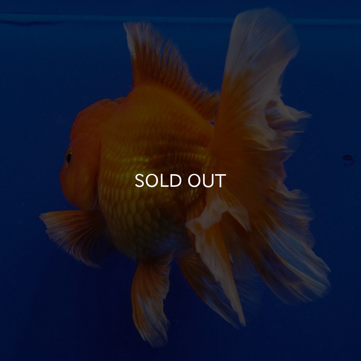 画像4: タイ産　超短オランダ　ハーフムーン9cm± (4)