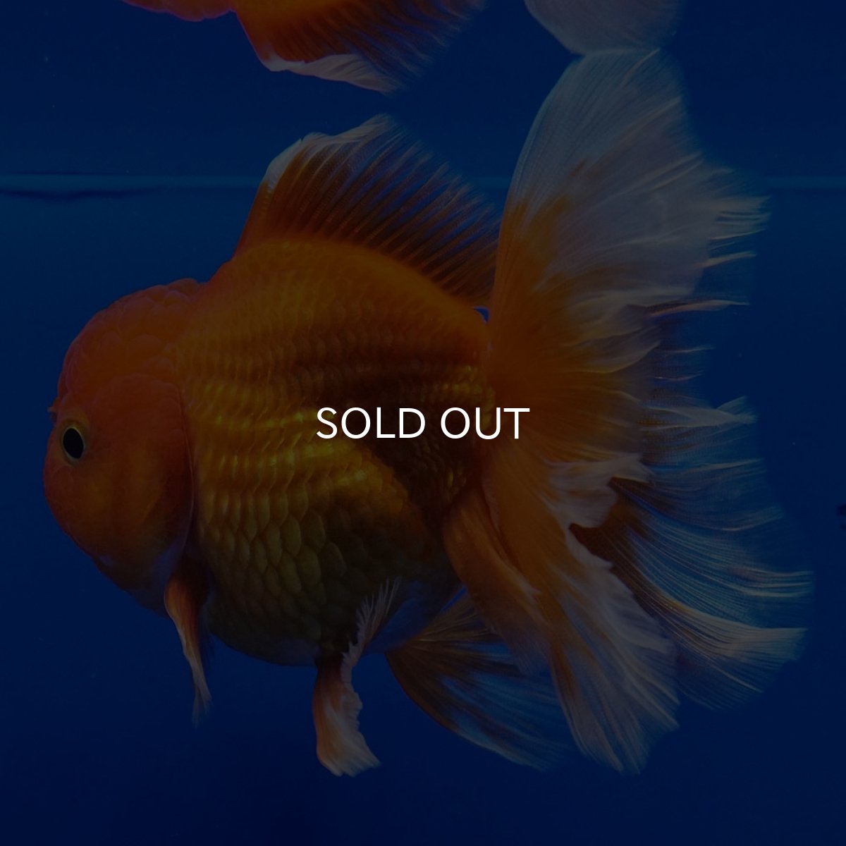 画像6: タイ産　超短オランダ　ハーフムーン9cm± (6)