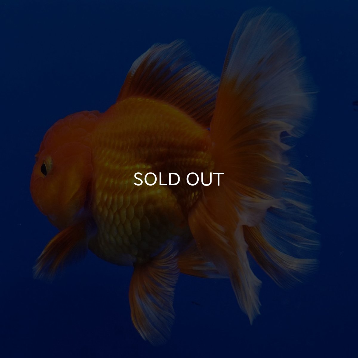 画像2: タイ産　超短オランダ　ハーフムーン9cm± (2)