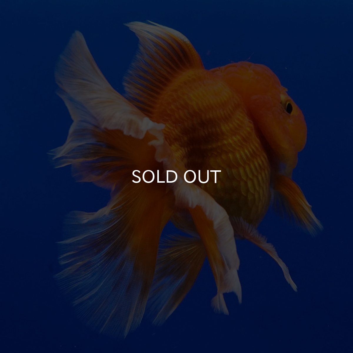 画像11: タイ産　超短オランダ　ハーフムーン9cm± (11)