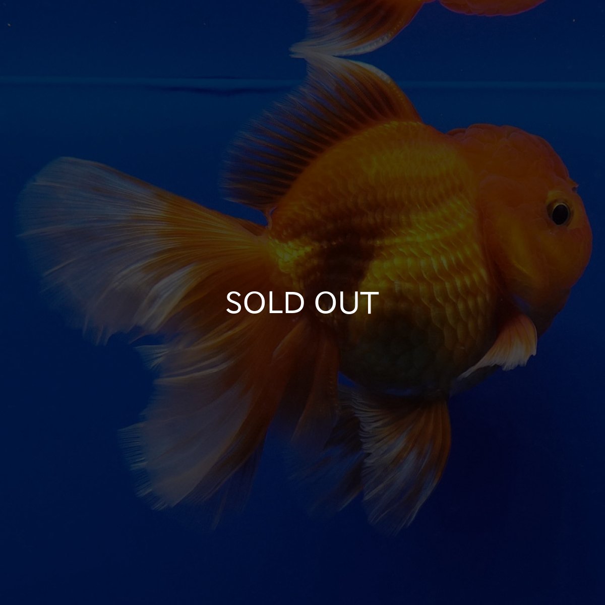 画像8: タイ産　超短オランダ　ハーフムーン9cm± (8)