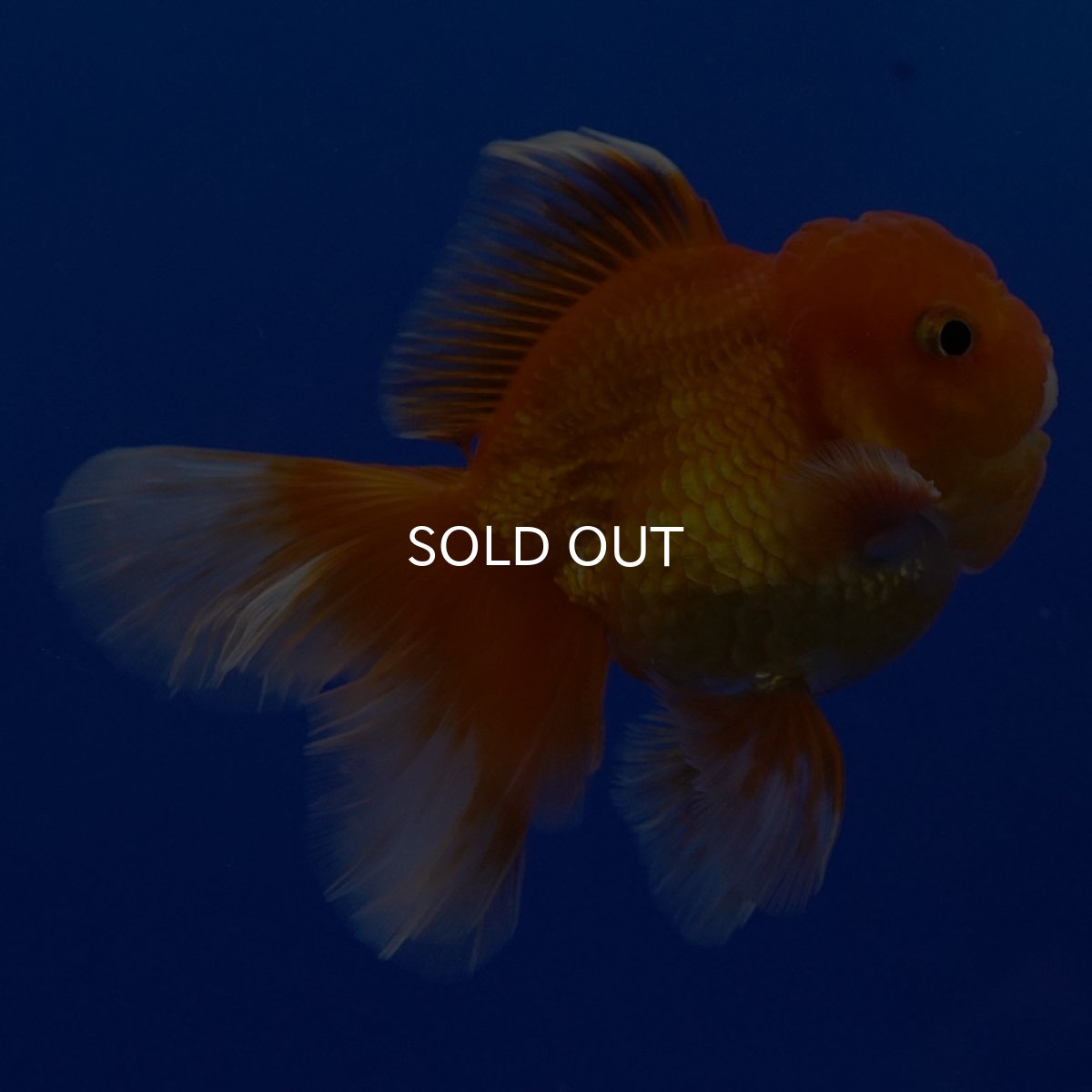 画像5: タイ産　超短オランダ　ハーフムーン9cm± (5)