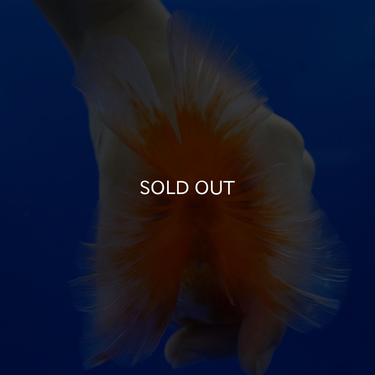 画像13: タイ産　超短オランダ　ハーフムーン9cm± (13)