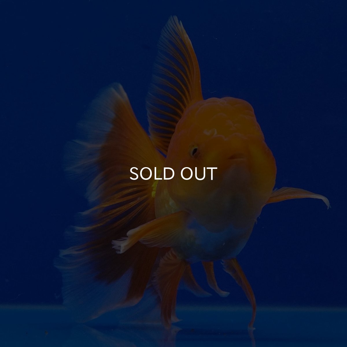 画像11: タイ産　超短オランダ　ハーフムーン9cm± (11)