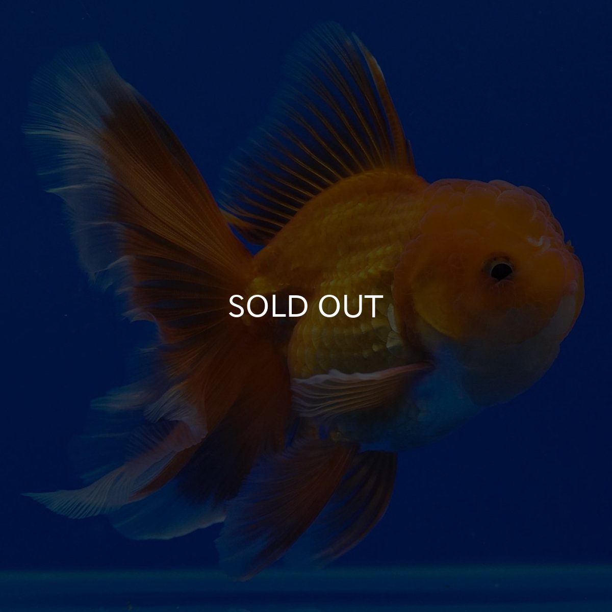 画像9: タイ産　超短オランダ　ハーフムーン9cm± (9)