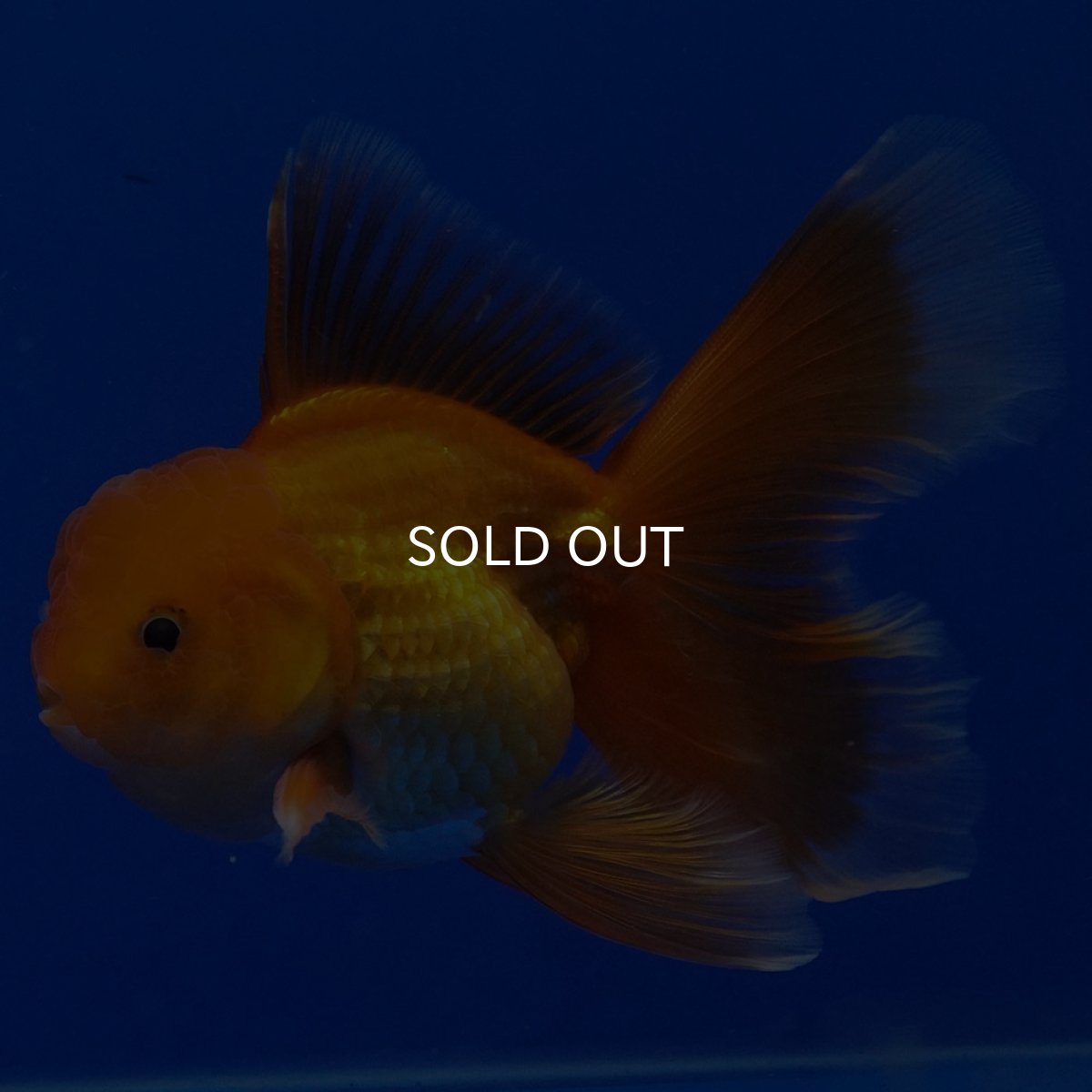 画像10: タイ産　超短オランダ　ハーフムーン9cm± (10)