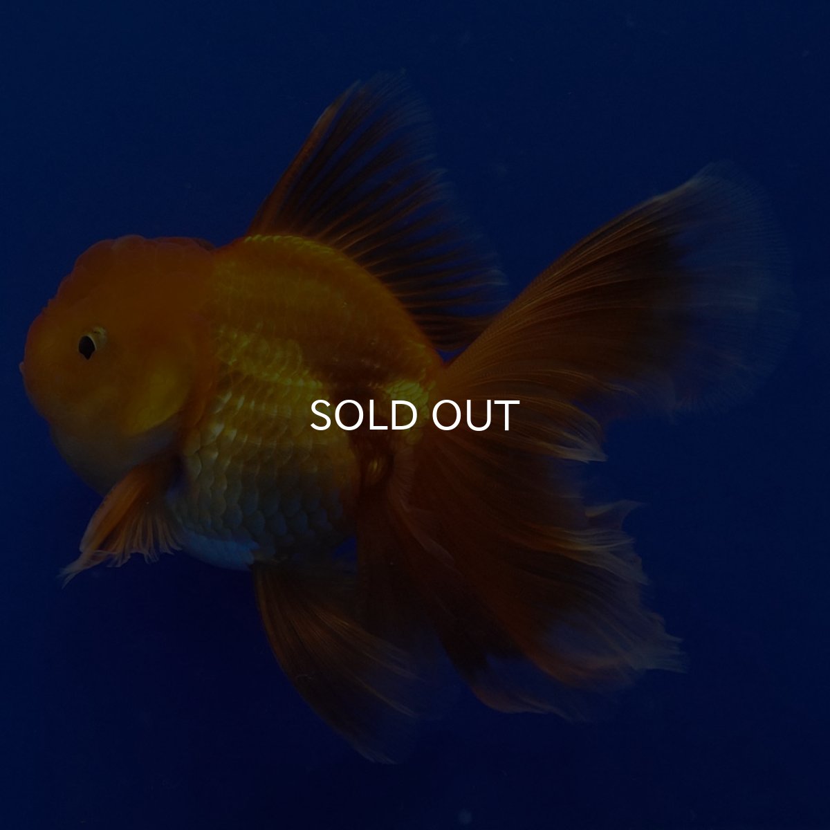 画像4: タイ産　超短オランダ　ハーフムーン9cm± (4)