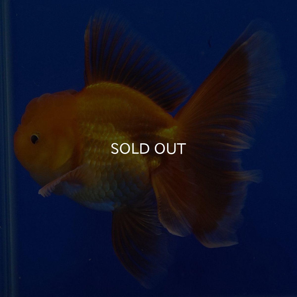 画像8: タイ産　超短オランダ　ハーフムーン9cm± (8)