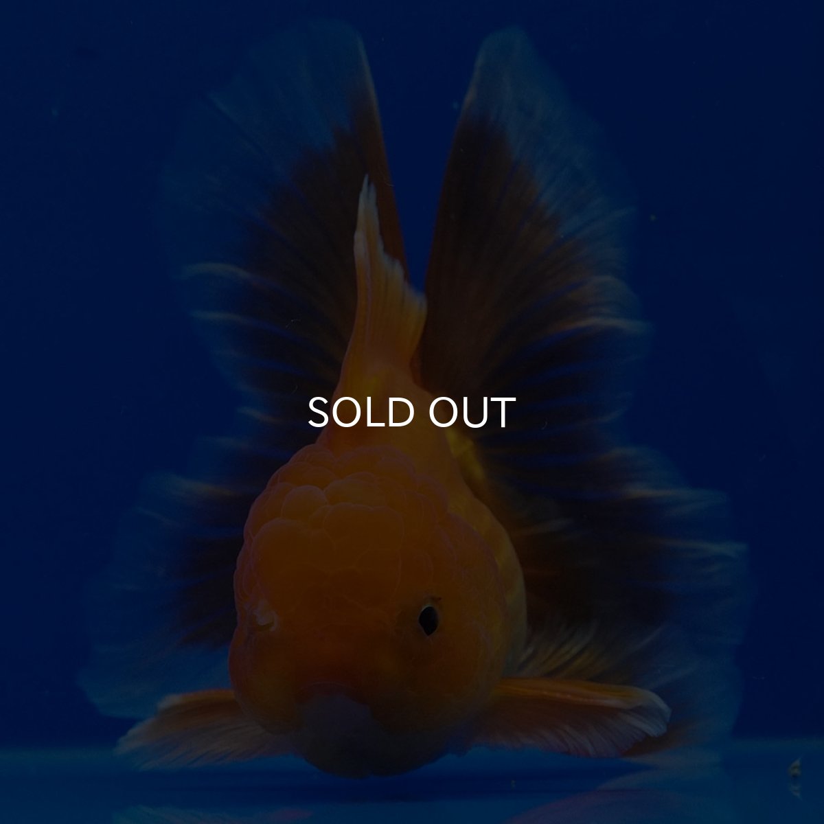 画像3: タイ産　超短オランダ　ハーフムーン9cm± (3)