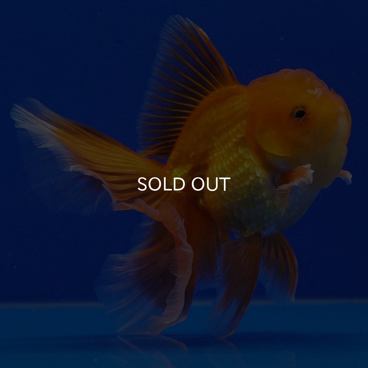 画像7: タイ産　超短オランダ　ハーフムーン9cm± (7)