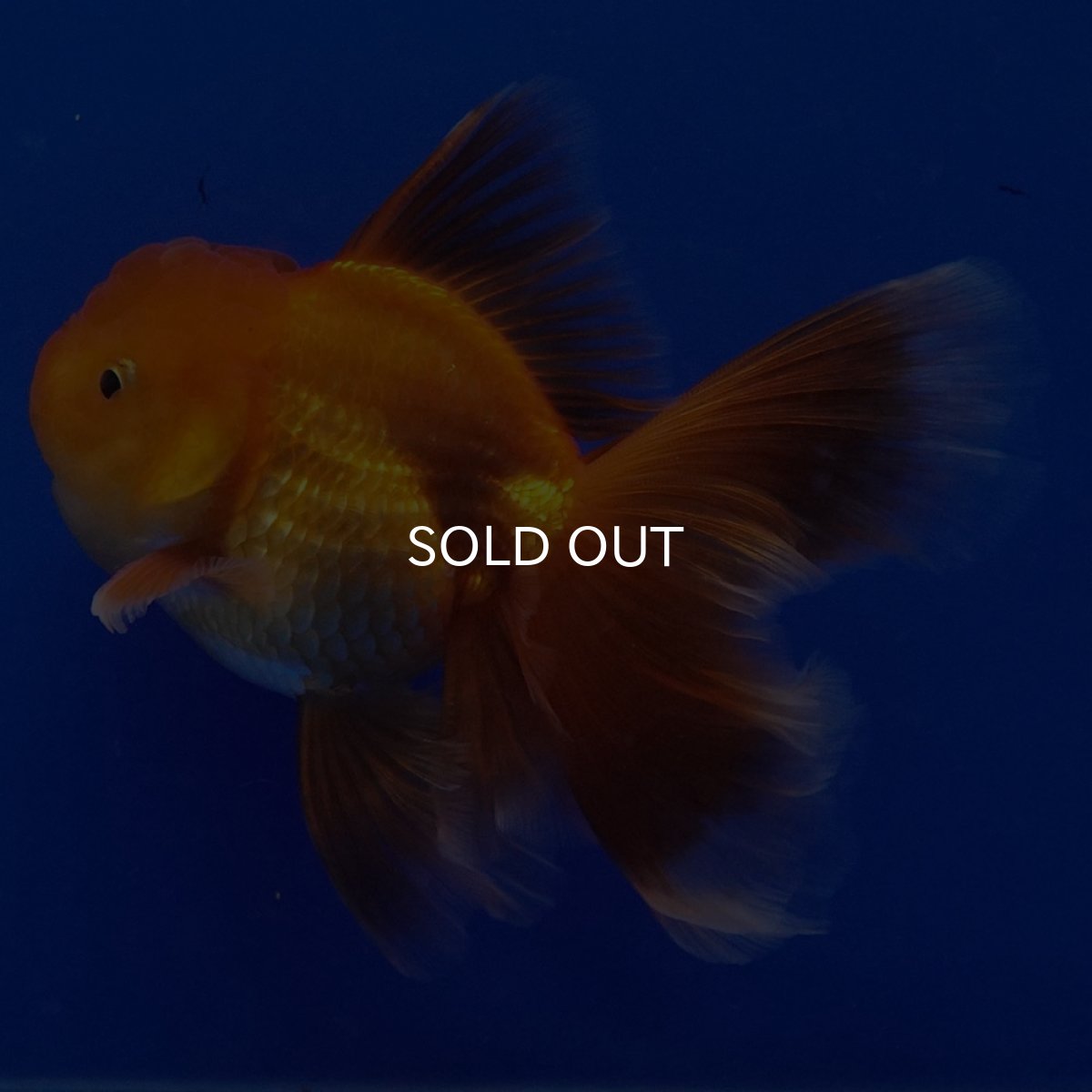 画像6: タイ産　超短オランダ　ハーフムーン9cm± (6)