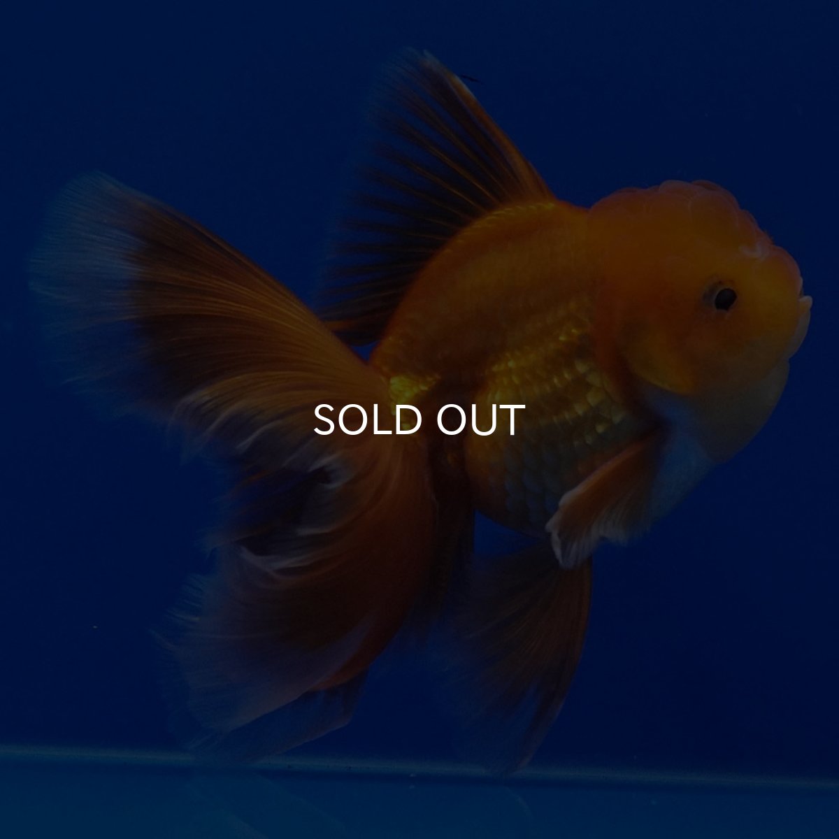 画像2: タイ産　超短オランダ　ハーフムーン9cm± (2)