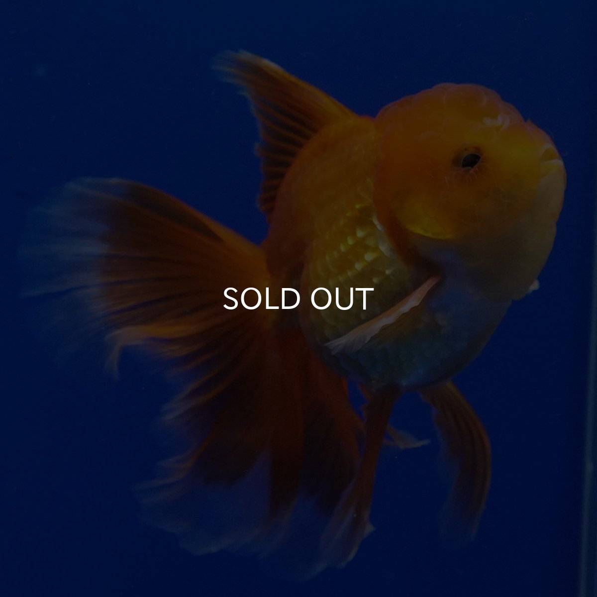 画像5: タイ産　超短オランダ　ハーフムーン9cm± (5)