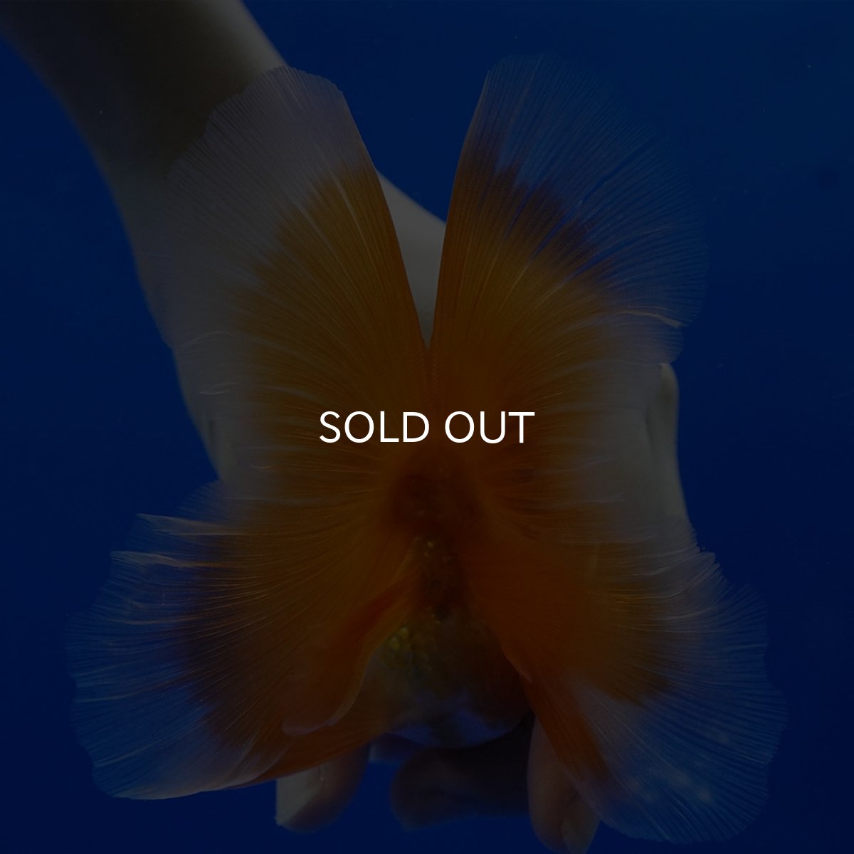 画像12: タイ産　超短オランダ　ハーフムーン9cm± (12)