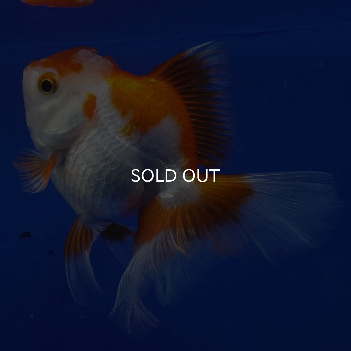 画像7: タイ産　超短オランダ　ハーフムーン9cm± (7)