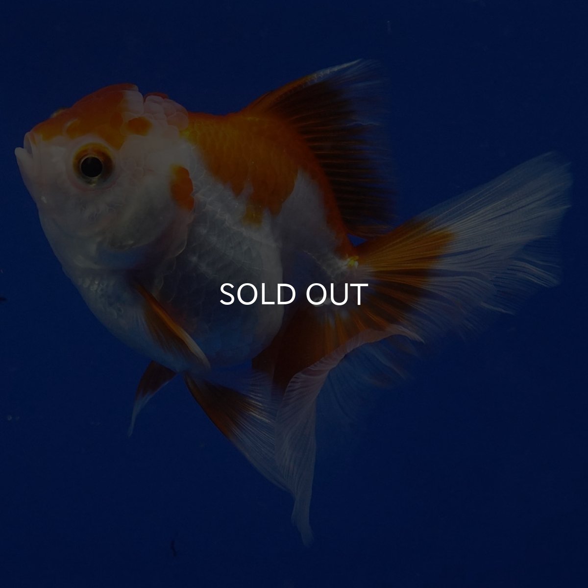 画像6: タイ産　超短オランダ　ハーフムーン9cm± (6)