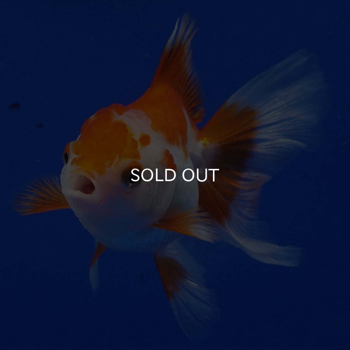 画像3: タイ産　超短オランダ　ハーフムーン9cm± (3)