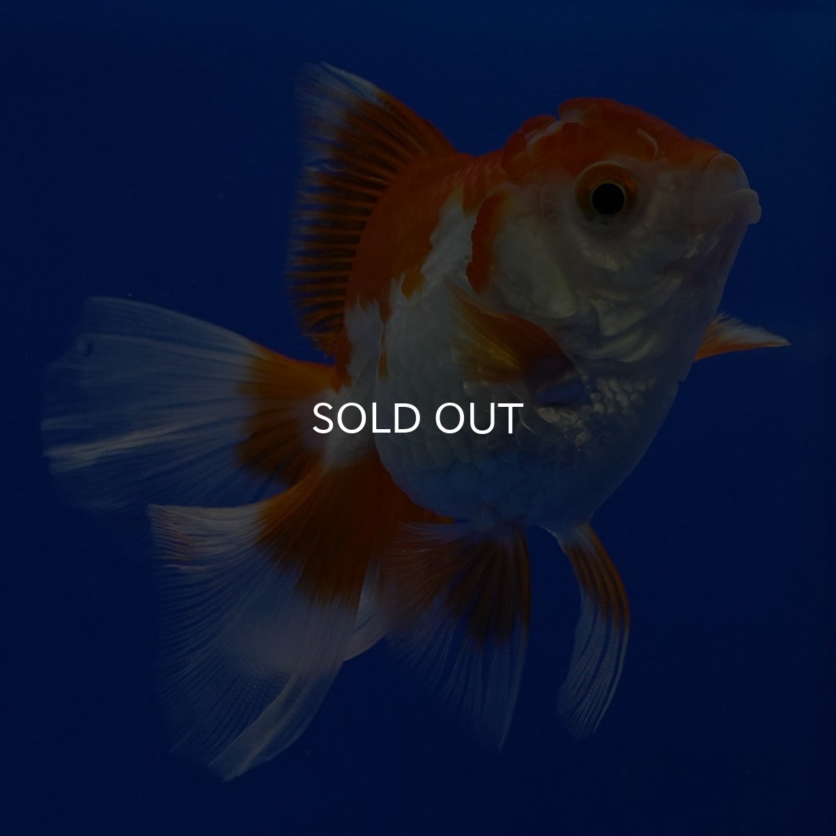 画像5: タイ産　超短オランダ　ハーフムーン9cm± (5)