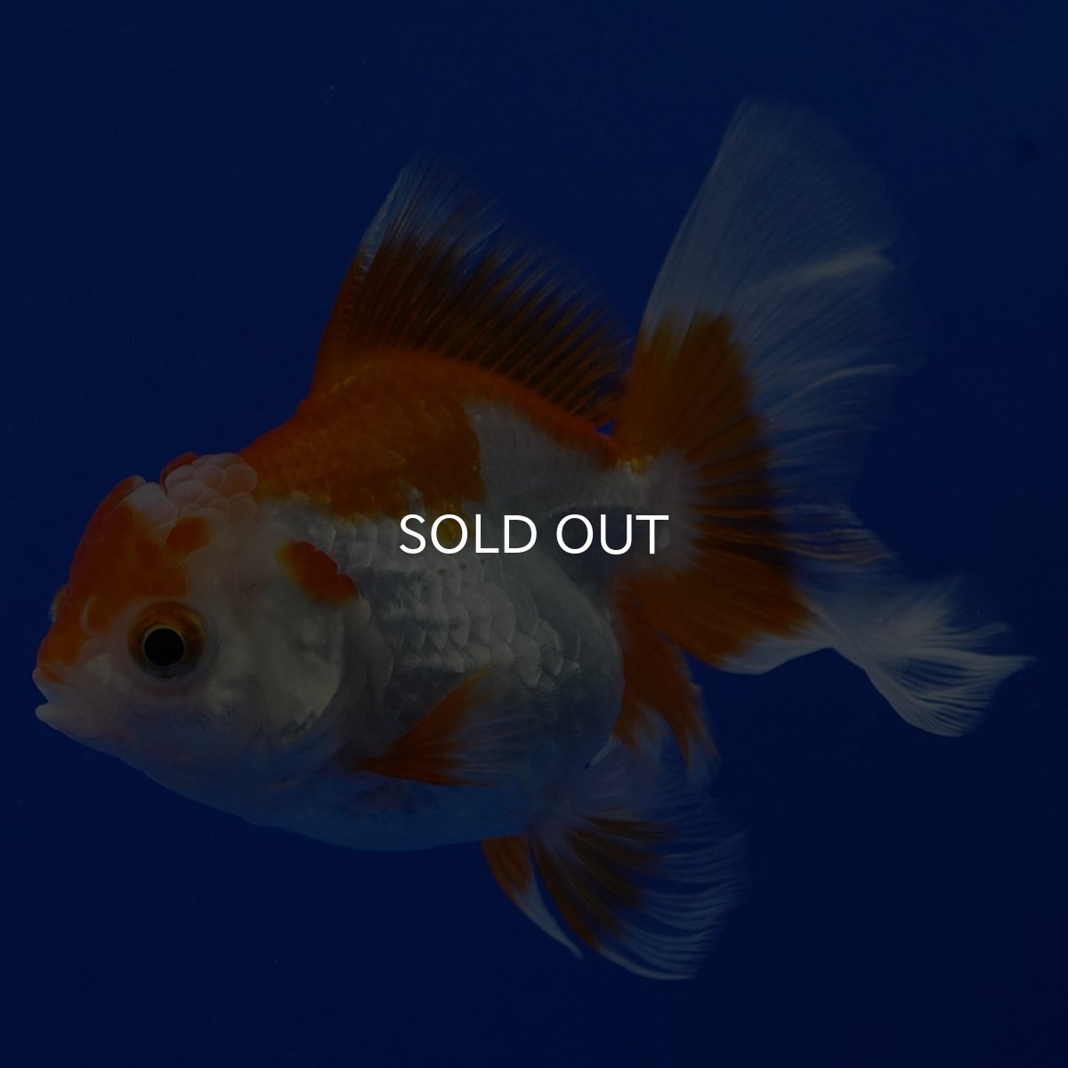 画像2: タイ産　超短オランダ　ハーフムーン9cm± (2)