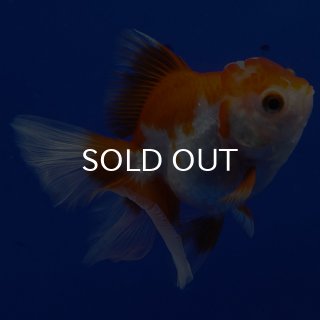 オランダ獅子頭 - よこはま金魚