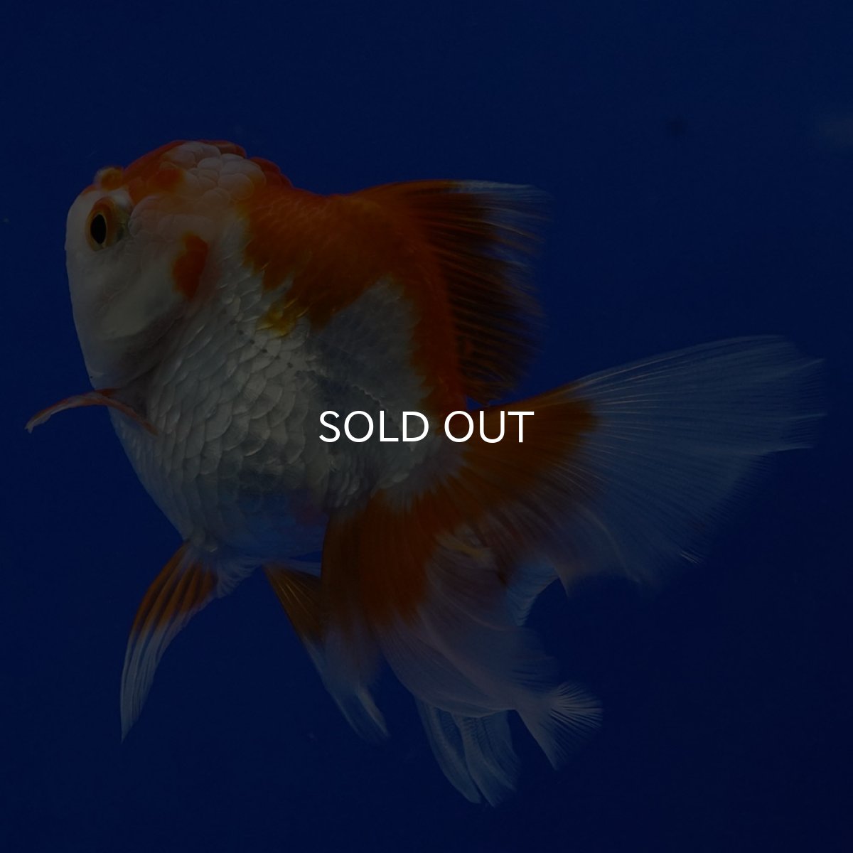 画像4: タイ産　超短オランダ　ハーフムーン9cm± (4)