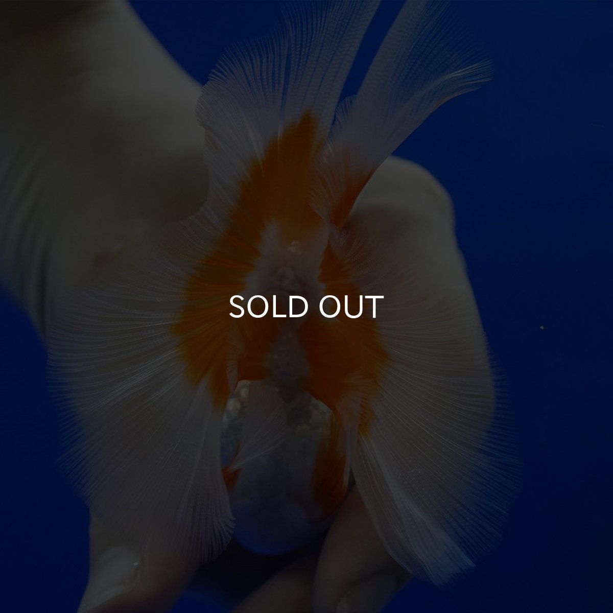 画像8: タイ産　超短オランダ　ハーフムーン9cm± (8)