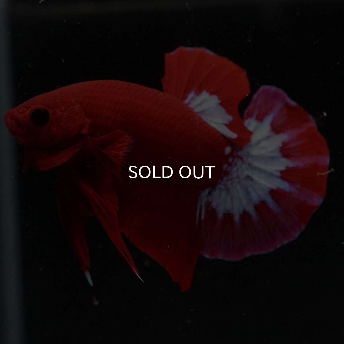 画像5: HMPK　ヘルボーイ (5)