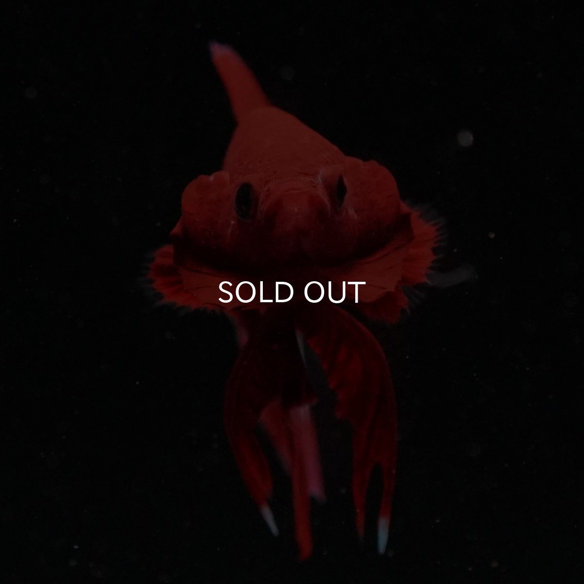 画像7: HMPK　ヘルボーイ (7)